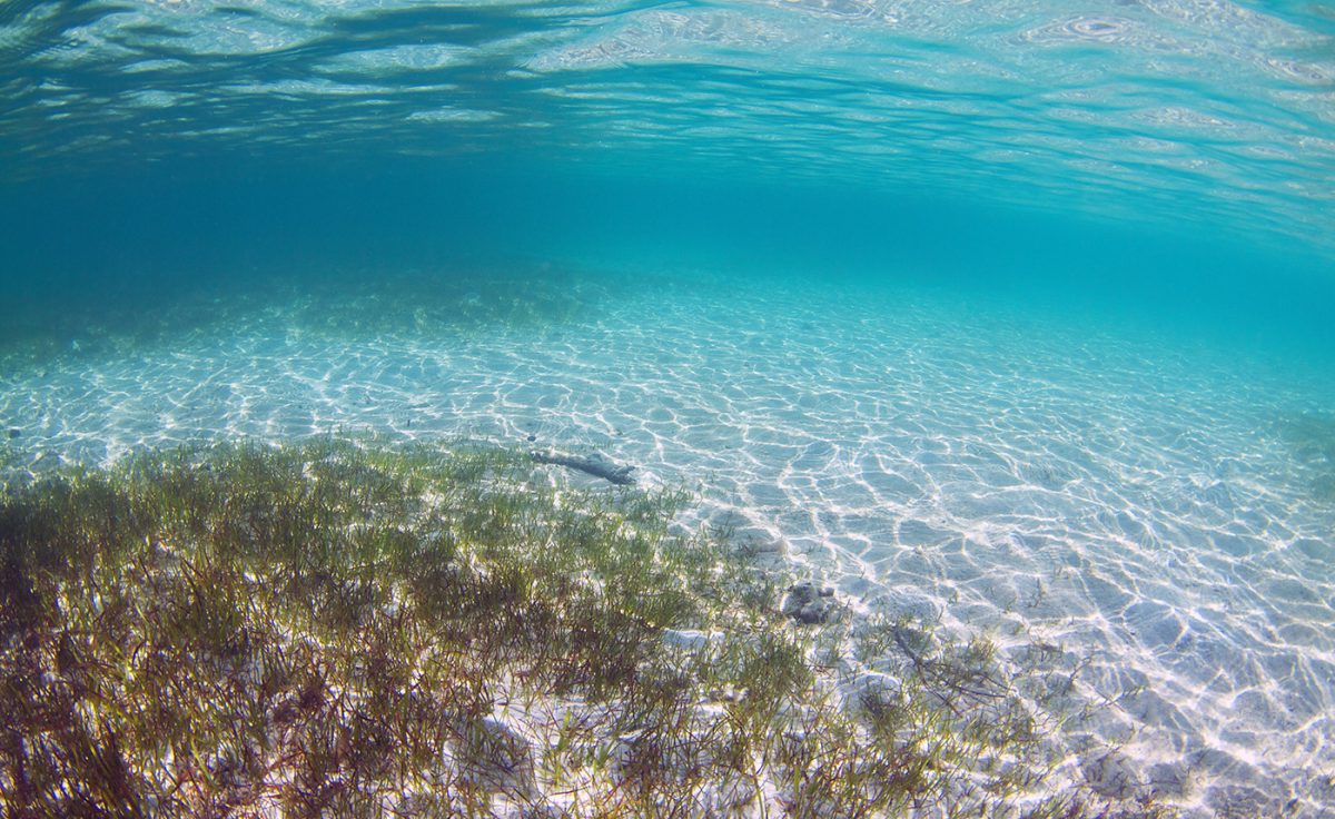 Green Beneath the Waves: A Dive into Seagrass Habitats