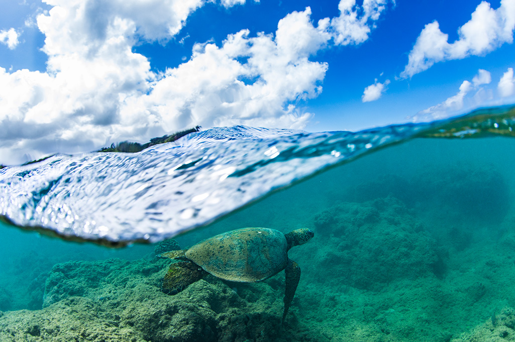 A Conservation Success Story: Green Turtles